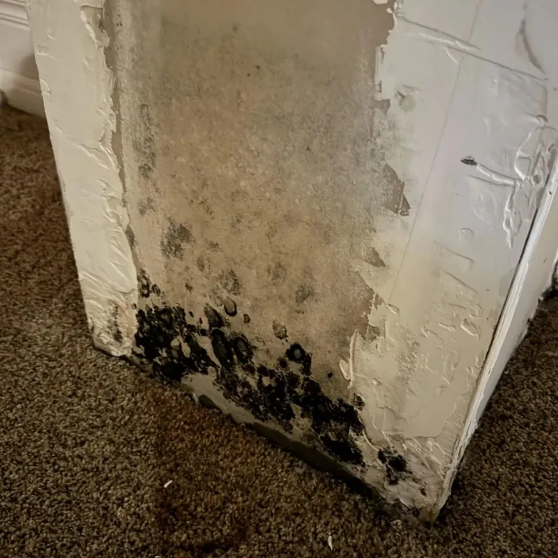 Professional Mold Removal in Caseyville, IL